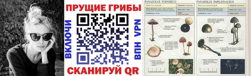 Галлюциногенные грибы Cubensis Сызрань